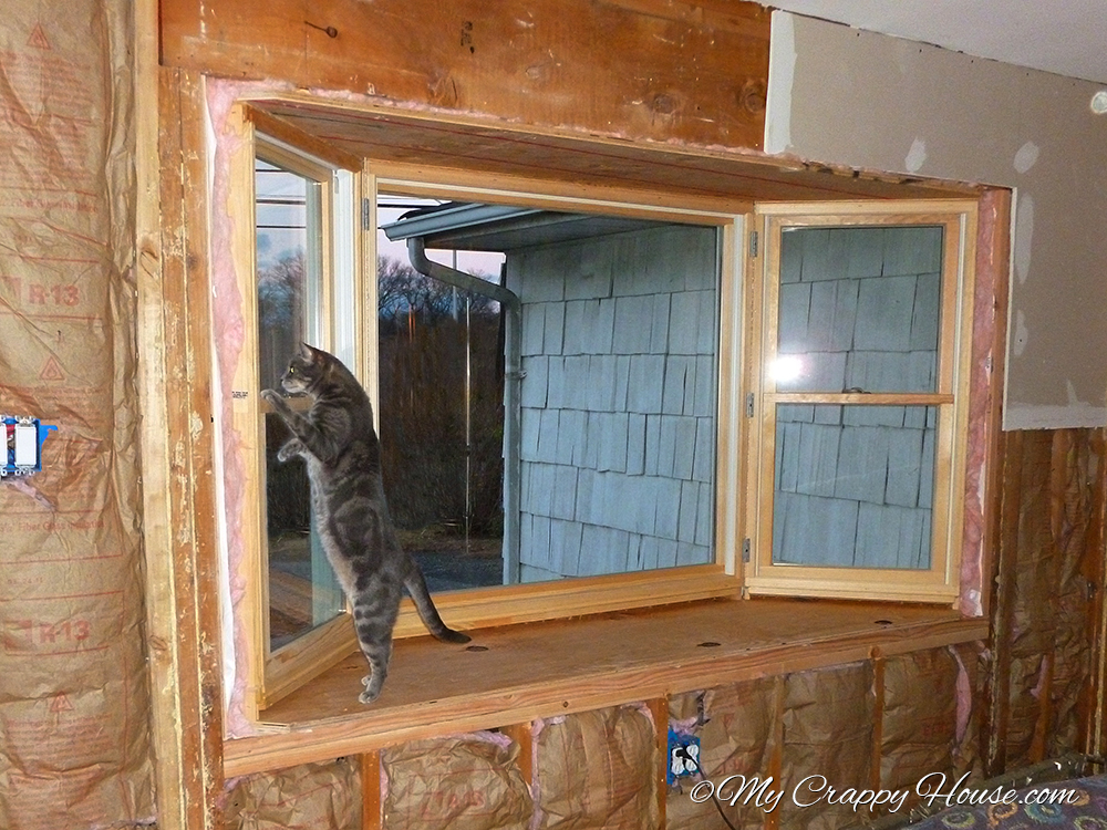 Egor the cat in the window after bay window installation