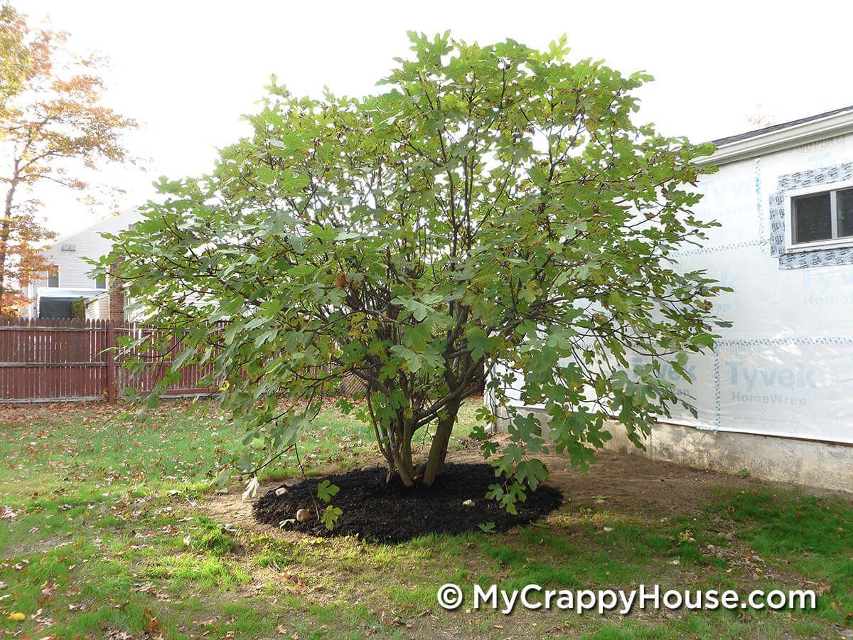 Fig tree from afar with mulch around base