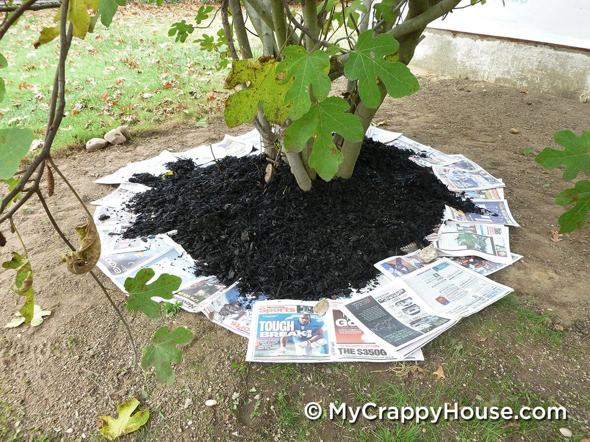Fig tree with newspaper and mulch around base