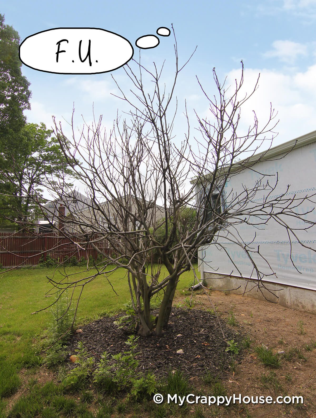 Fig tree with thought bubble saying FU