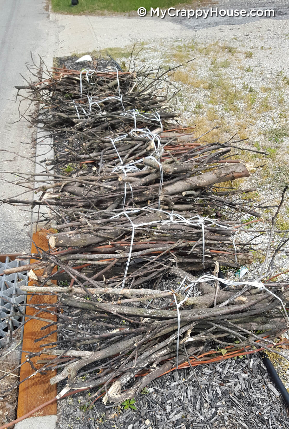 Bundles of dead fig tree branches by the curb