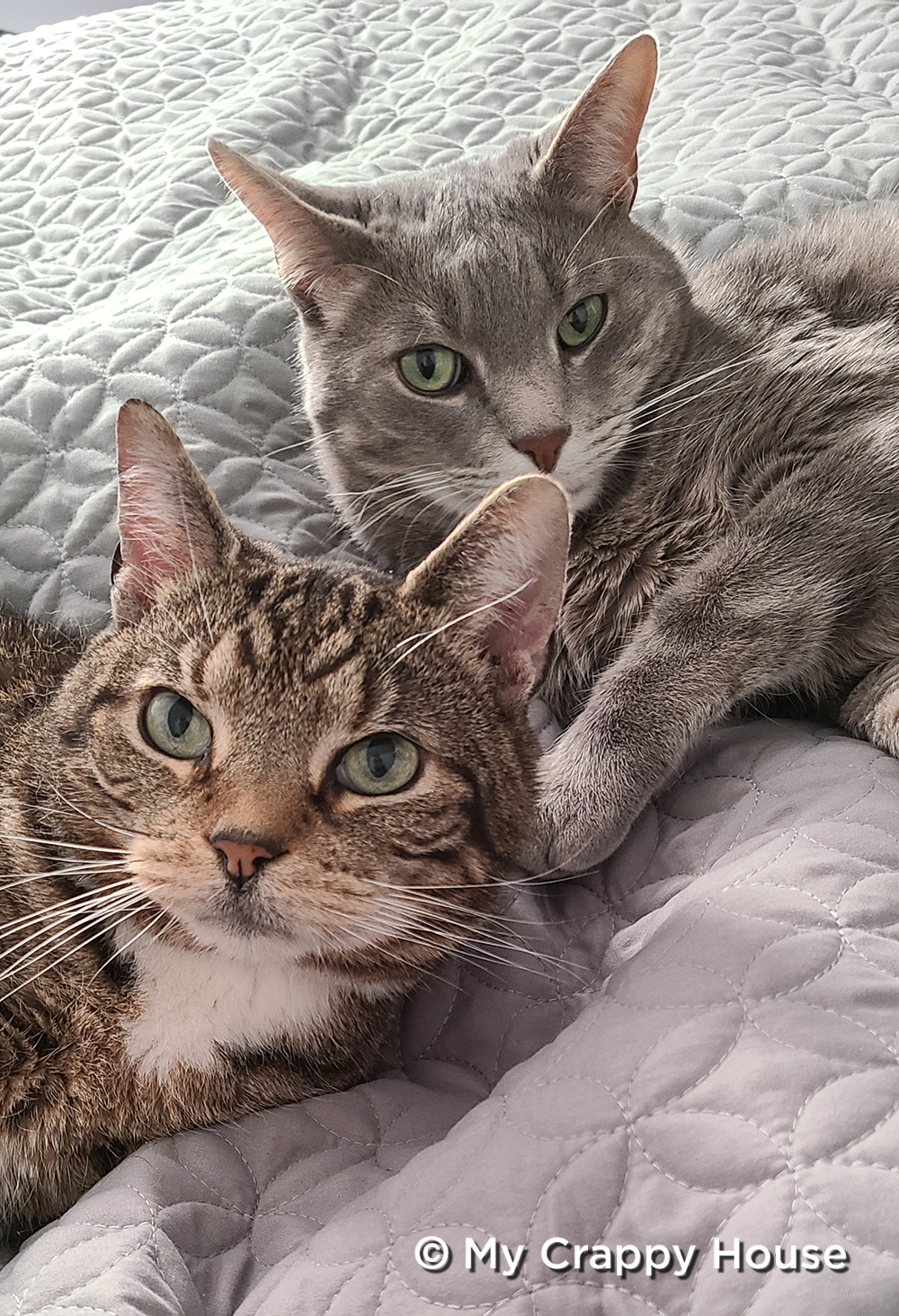 Egor and zero two cats on the bed close to each other