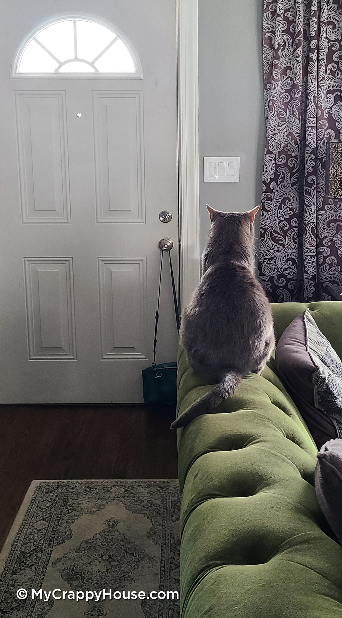 Cat waiting by the door on the sofa