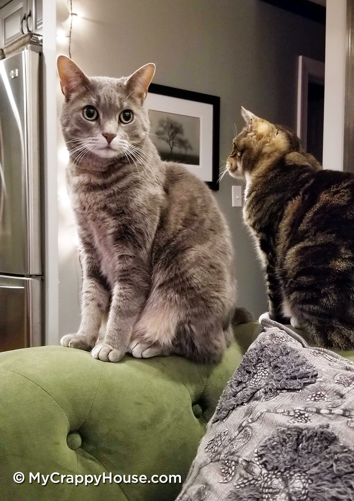 Cats on the arm of a green sofa