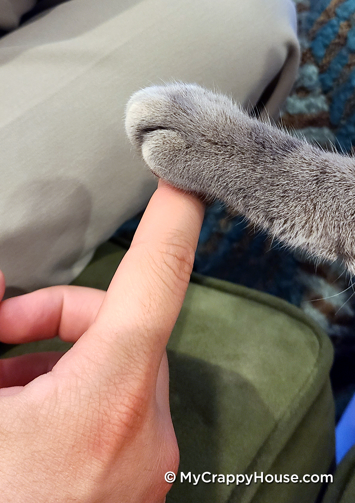 holding hands with a cat