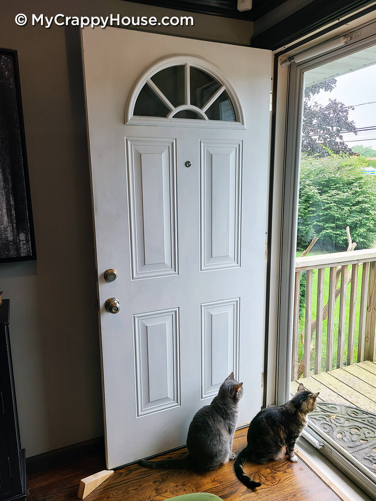 Two cats looking out the glass front door