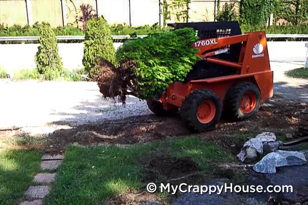 Bobcat removing arborvitae trees from gravel driveway edge