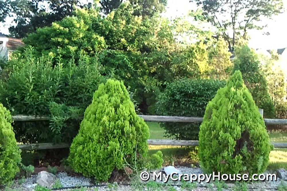 Arborvitae trees along a gravel driveway and a split rail fence