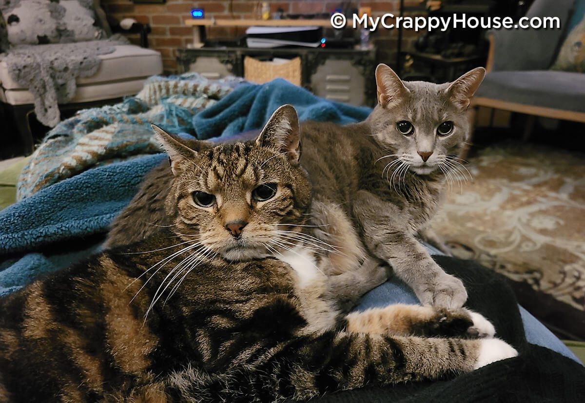 Two cats lying next to each other