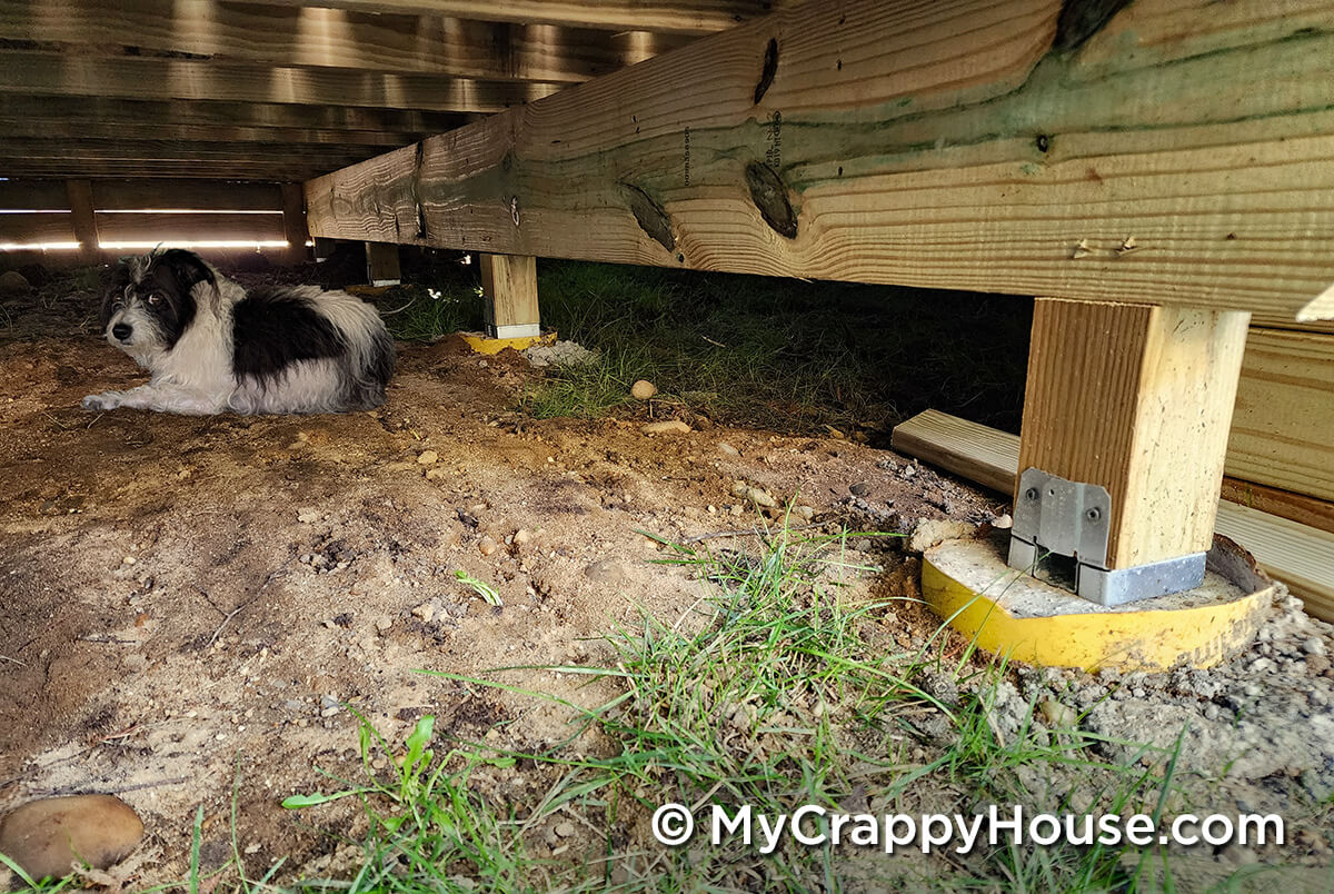 Small black-and-white dog lying under the newly built deck structure next to wooden support posts anchored in concrete footings.