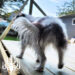 Small black-and-white dog standing on a newly built wooden deck, viewed from behind, with deck framing and a house visible in the background.