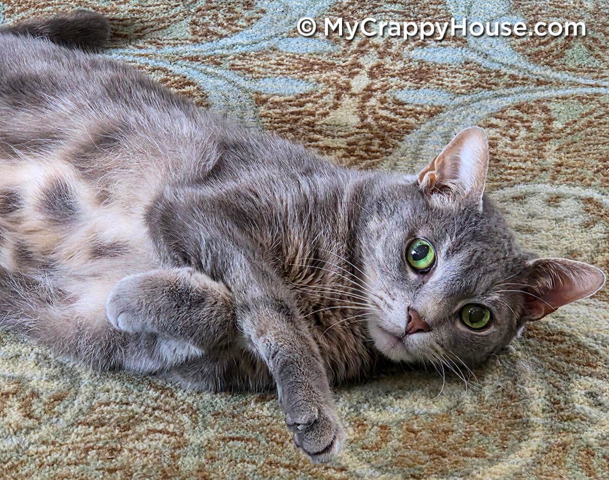 Gray cat named Egor with bright green eyes lying on a patterned rug, looking directly at the camera.