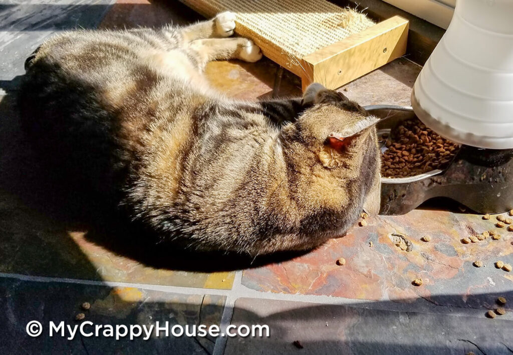 Zero, a tabby cat, lying in the sun with his head resting in his food bowl.